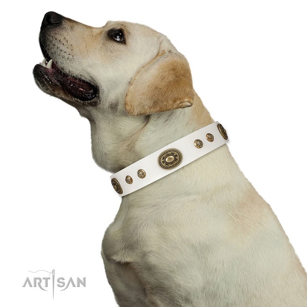 Collare bianco per Labrador Retriever