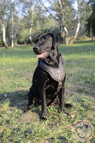 Labrador Retriever nero con confortevole pettorina in
pelle naturale decorata con semisfere