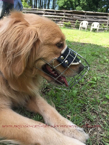 Comoda museruola per Golden Retriever