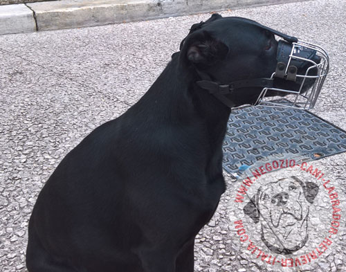 Museruola in filo metallico per Labrador Retriever