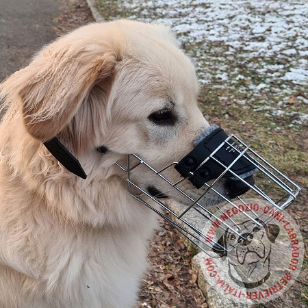 Comoda museruola per passeggiate con Golden Retriever