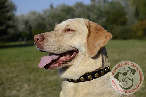 Labrador Retriever con eccezionale
collare decorato indosso