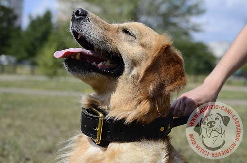 Golden Retriever con collare in doppio cuoio
indosso