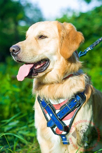 Resistente pettorina in pelle naturale indossata da Labrador Retriever