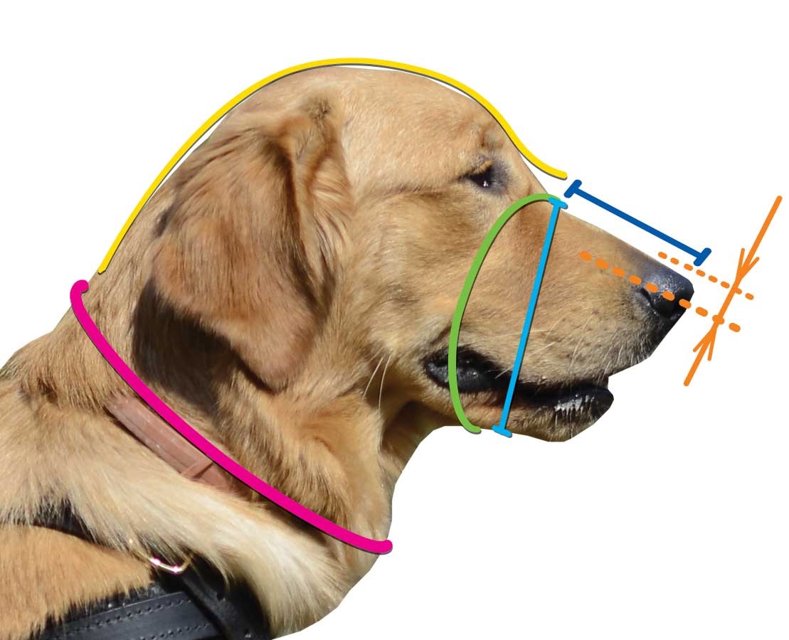 Come misurare
il muso del cane