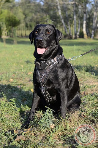 Pettorina in cuoio naturale decorata per Labrador Retriever