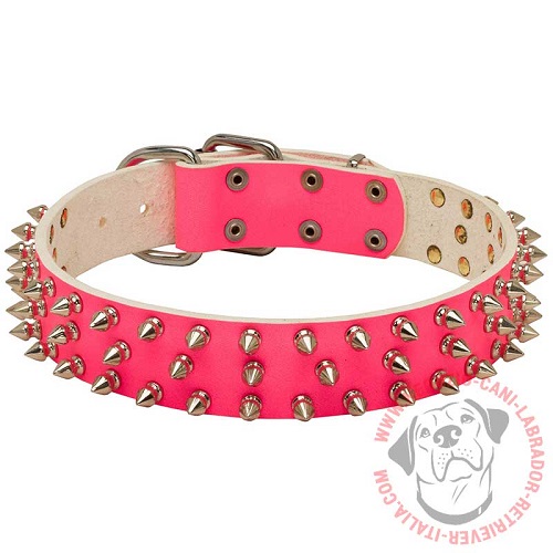 Straordinario collare rosa con tre file di borchie a
punta per Labrador Retriever