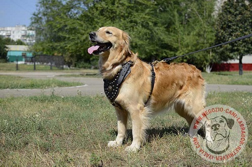 Straordinaria pettorina in cuoio decorata per cane di
razza Labrador Retriever