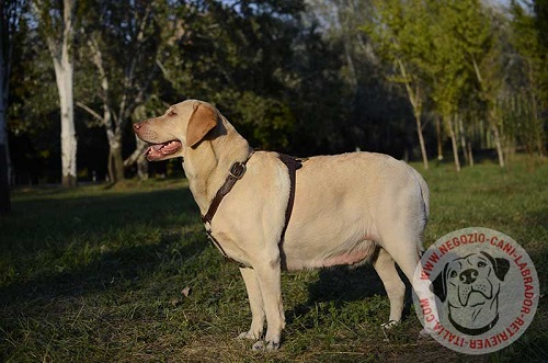 Durevole pettorina in pelle per Labrador Retriever