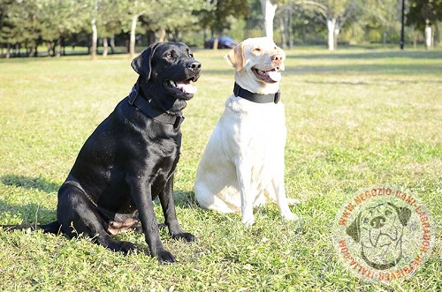 Cani di razza Labrador Retriever con il collare
regolabile con la scritta speciale