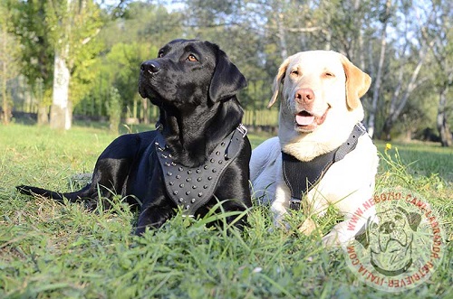 Pettorina con decorazione conferisce a Labrador Retriever aspetto coraggioso