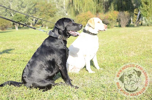 Collare in cuoio con decorazioni indossato da Labrador Retriever