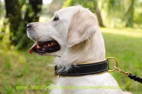 Comodo ed elegante collare in cuoio
indossato da Golden Retriever