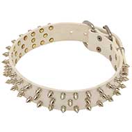 Collare in cuoio "Spiked Holiday Collar White" per Labrador