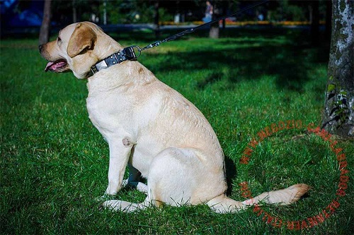 Collare decorato indossato da Labrador Retriever