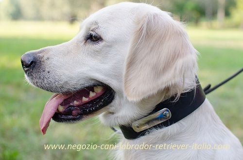 Golden Retriever con collare in pelle con targhetta
indosso