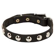 Elegante collare decorato con semisfere per Labrador Retriever Elegante collare decorato con semisfere per Labrador Retriever