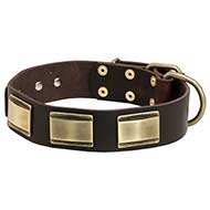 Collare in cuoio "New Style" per passeggiate con Labrador Collare in cuoio "New Style" per passeggiate con Labrador