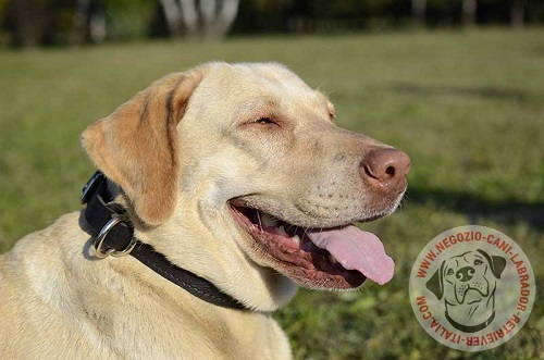 Comodo e pratico collare in pelle naturale indossato da
Labrador Retriever