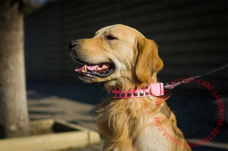 Guinzaglio per cani di grandi dimensioni durevole da 117cm Golden Retriever  collare per cani di taglia media guinzagli corda di piombo forte per  Labrador Husky Rottweiler - AliExpress