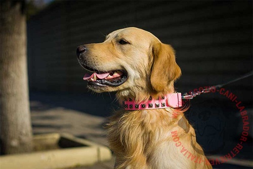 Collare in pelle color rosa per Golden Retriever