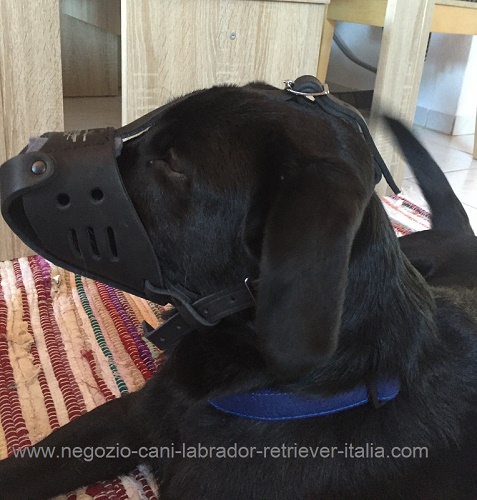 Museruola per Labrador Retriever della nostra cliente Katerina