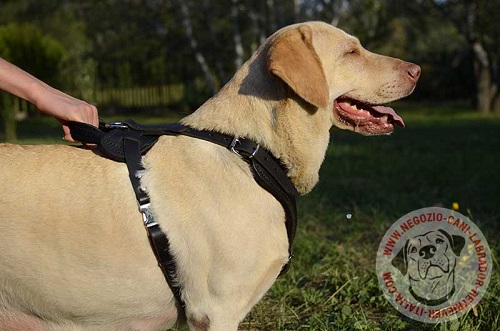 La pettorina per Labrador Retriever