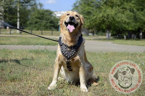 Labrador Retriever con bellissima pettorina decorata
indosso