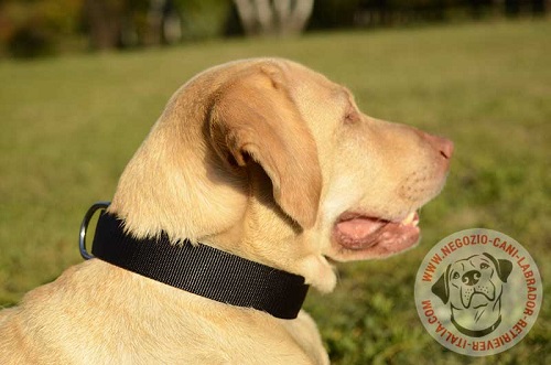 Cane di razza Labrador Retriever con comodo collare in nylon indosso