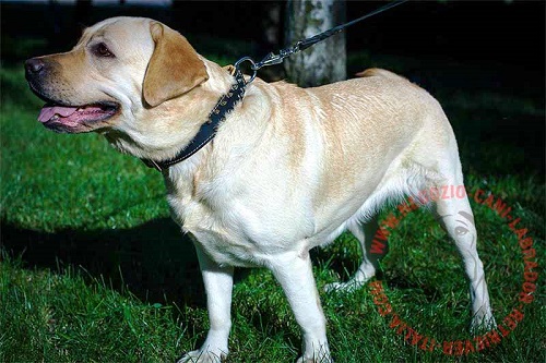 Collare in pelle naturale per Labrador Retriever