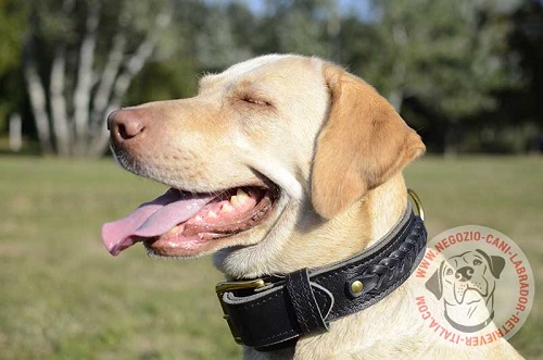 Collare in cuoio con decorazioni intrecciate
indossato da Labrador