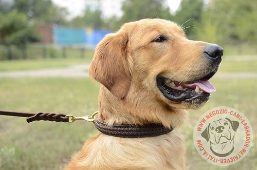 Collare a strozzo con striscia intrecciata per Labrador Retriever