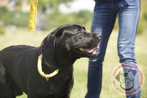 Collare con maniglia indossato da Labrador Retriever