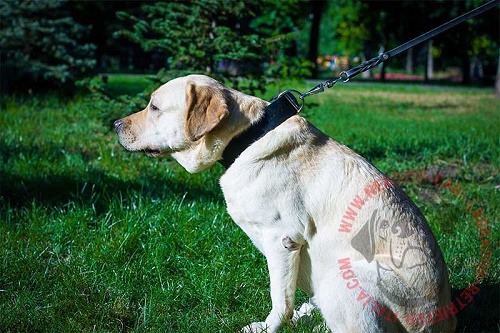 Collare in pelle naturale per Labrador Retriever