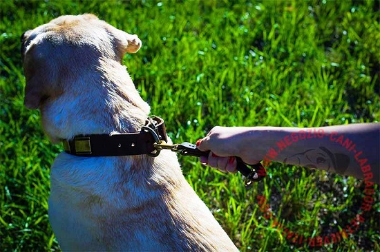 Guinzaglio corto in pelle per labrador