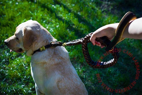 Guinzaglio in pelle naturale per Labrador Retriever