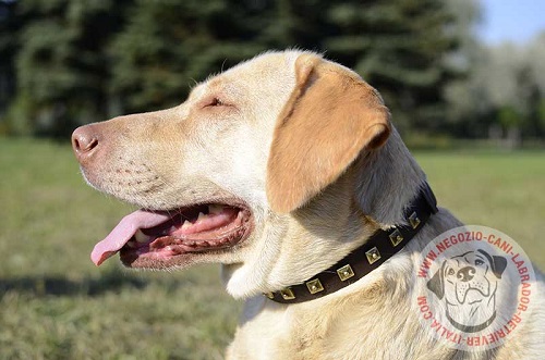 Elegante collare in cuoio con decorazioni indossato da Labrador Retriever