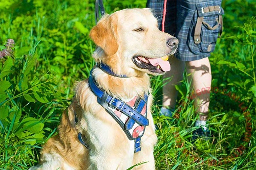 Pettorina dipinta a mano per Labrador Retriever