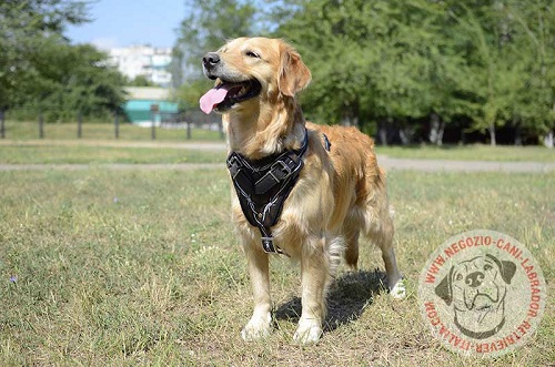 Pettorina in cuoio naturale decorata per Labrador Retriever