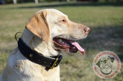 Comodo collare a doppio strato di pelle indossato da
Labrador Retriever