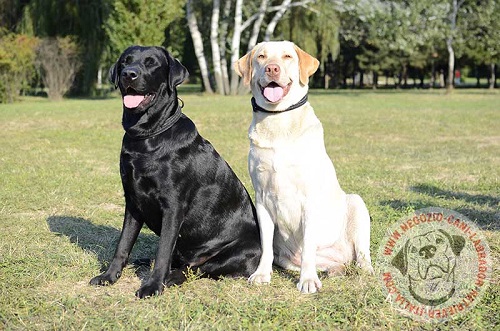 Collare in cuoio con decorazioni indossato da Labrador Retriever