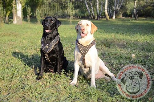 Pettorina nera in pelle naturale decorata indossata
da Labrador