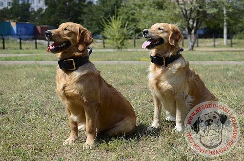 Labrador Retriever con collare in doppio cuoio
indosso