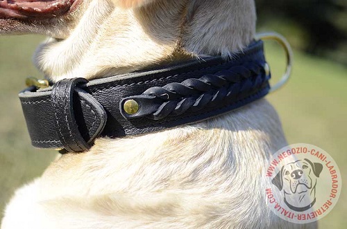 Cane di razza Labrador Retriever con il collare in cuoio
decorato indosso