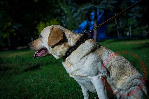 Collare in pelle naturale per Labrador Retriever