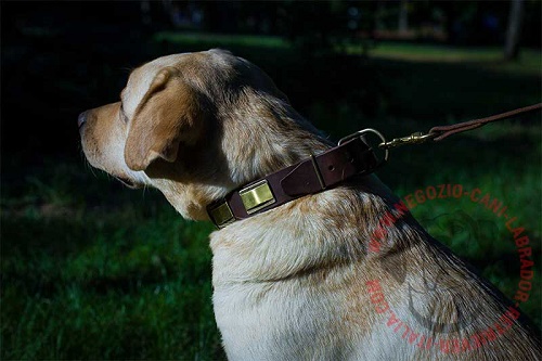 Collare in pelle naturale per Labrador Retriever