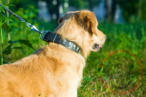 Golden Retriever con il collare
con piastrine rettangolari indosso