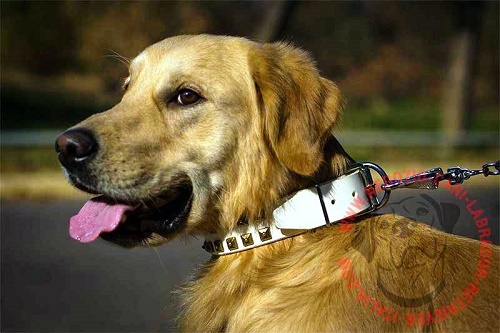 Collare bianco per passeggiate con Golden Retriever