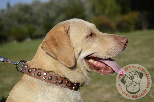 Labrador Retriever con collare decorato indosso