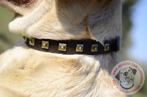 Cane di razza Labrador Retriever con il collare decorato con
piastrine quadrate